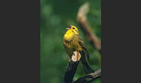 Goldammer (Emberiza citrinella)