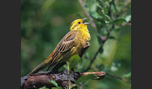 Goldammer (Emberiza citrinella)