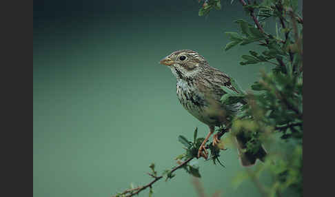 Grauammer (Miliaria calandra)