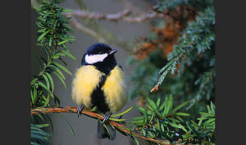 Kohlmeise (Parus major)