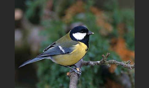 Kohlmeise (Parus major)