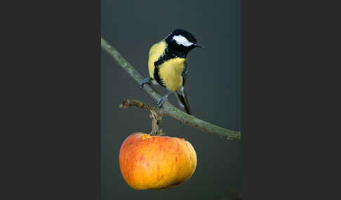 Kohlmeise (Parus major)