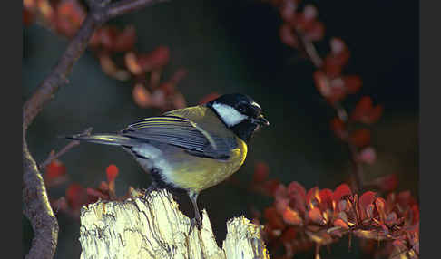 Kohlmeise (Parus major)