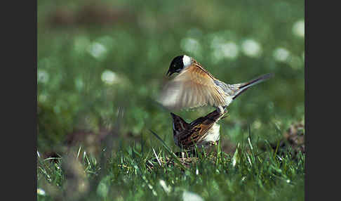 Rohrammer (Emberiza schoeniclus)