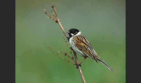 Rohrammer (Emberiza schoeniclus)