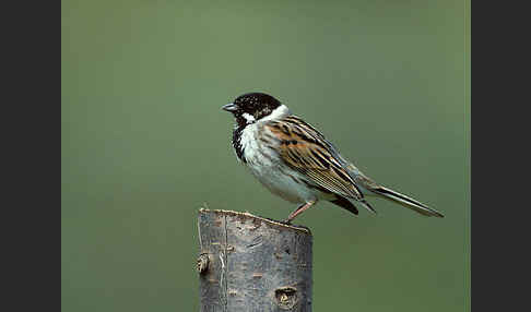 Rohrammer (Emberiza schoeniclus)