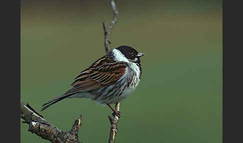 Rohrammer (Emberiza schoeniclus)