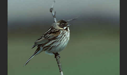 Rohrammer (Emberiza schoeniclus)