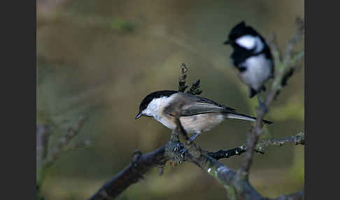 Tannenmeise (Parus ater)