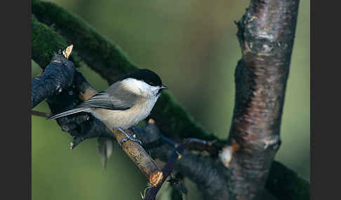 Sumpfmeise (Parus palustris)