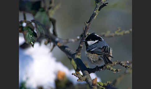 Tannenmeise (Parus ater)