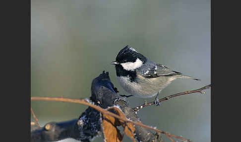 Tannenmeise (Parus ater)