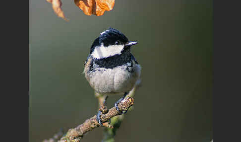 Tannenmeise (Parus ater)