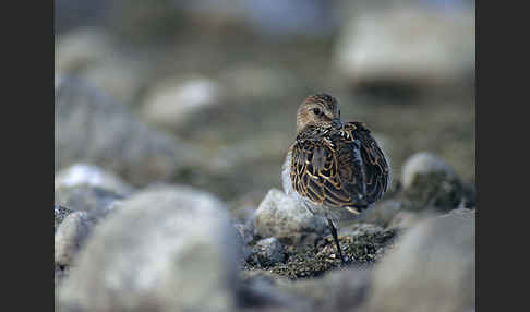 Alpenstrandläufer (Calidris alpina)