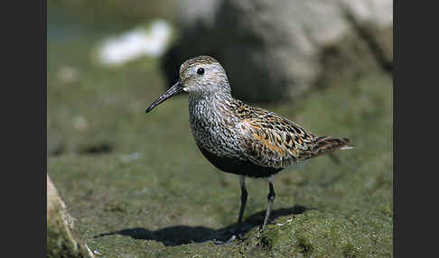 Alpenstrandläufer (Calidris alpina)