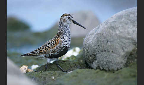 Alpenstrandläufer (Calidris alpina)