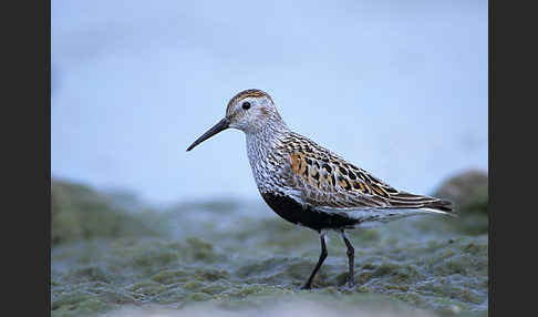 Alpenstrandläufer (Calidris alpina)