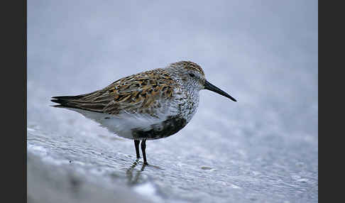 Alpenstrandläufer (Calidris alpina)