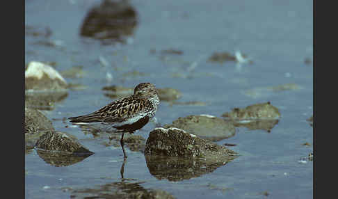 Alpenstrandläufer (Calidris alpina)