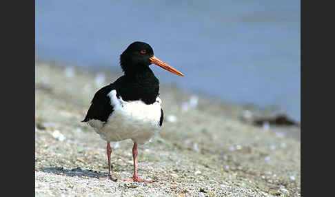 Austernfischer (Haematopus ostralegus)