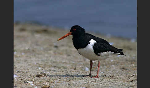 Austernfischer (Haematopus ostralegus)