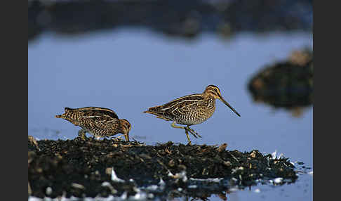 Bekassine (Gallinago gallinago)