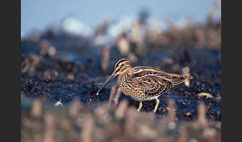 Bekassine (Gallinago gallinago)