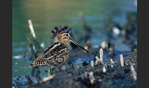 Bekassine (Gallinago gallinago)