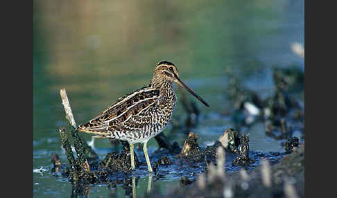 Bekassine (Gallinago gallinago)