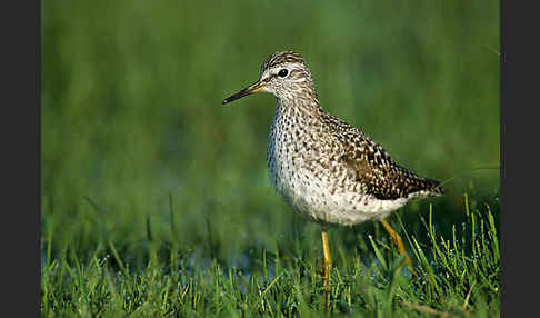 Bruchwasserläufer (Tringa glareola)