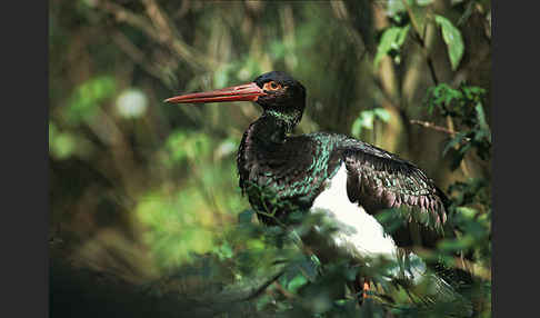 Schwarzstorch (Ciconia nigra)