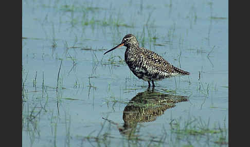 Dunkler Wasserläufer (Tringa erythropus)