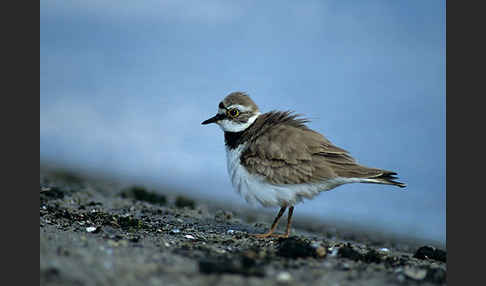 Flußregenpfeifer (Charadrius dubius)