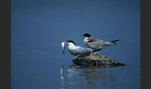 Flußseeschwalbe (Sterna hirundo)