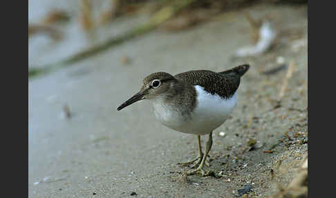 Flußuferläufer (Actitis hypoleucos)