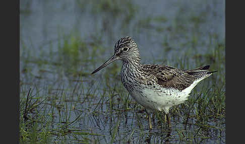 Grünschenkel (Tringa nebularia)