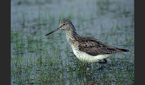 Grünschenkel (Tringa nebularia)