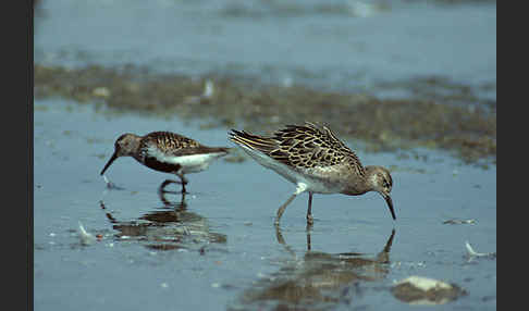 Alpenstrandläufer (Calidris alpina)