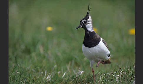 Kiebitz (Vanellus vanellus)