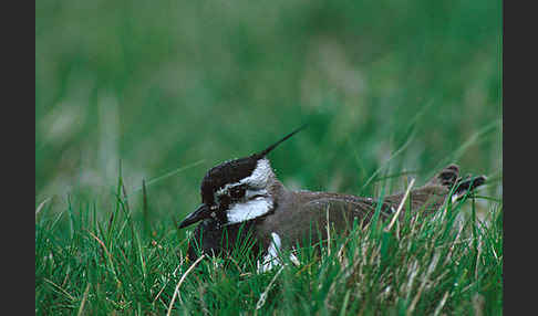 Kiebitz (Vanellus vanellus)