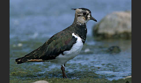 Kiebitz (Vanellus vanellus)