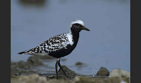 Kiebitzregenpfeifer (Pluvialis squatarola)