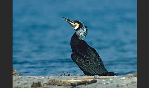 Kormoran (Phalacrocorax carbo)