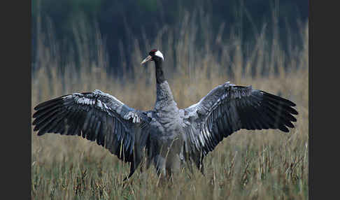 Kranich (Grus grus)