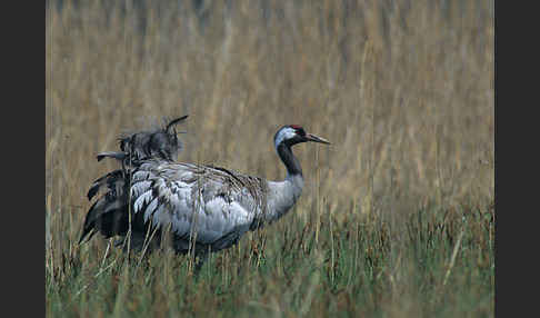 Kranich (Grus grus)