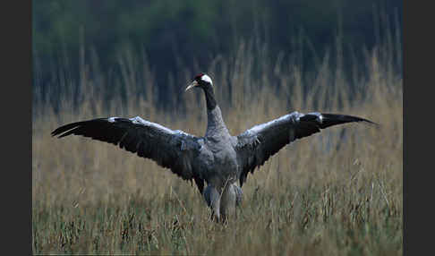 Kranich (Grus grus)