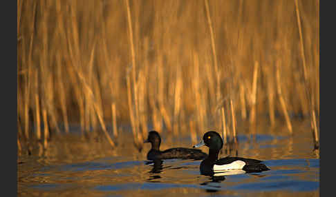 Reiherente (Aythya fuligula)