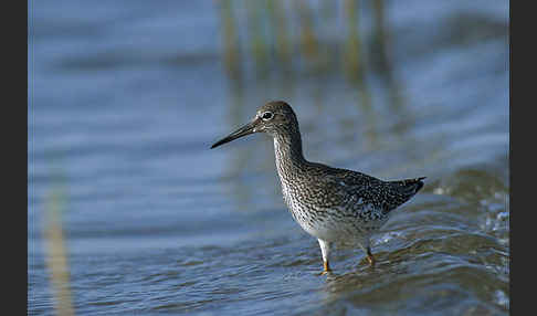 Rotschenkel (Tringa totanus)