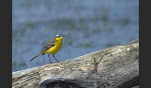 Wiesenschafstelze (Motacilla flava)