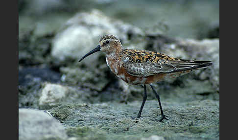 Sichelstrandläufer (Calidris ferruginea)